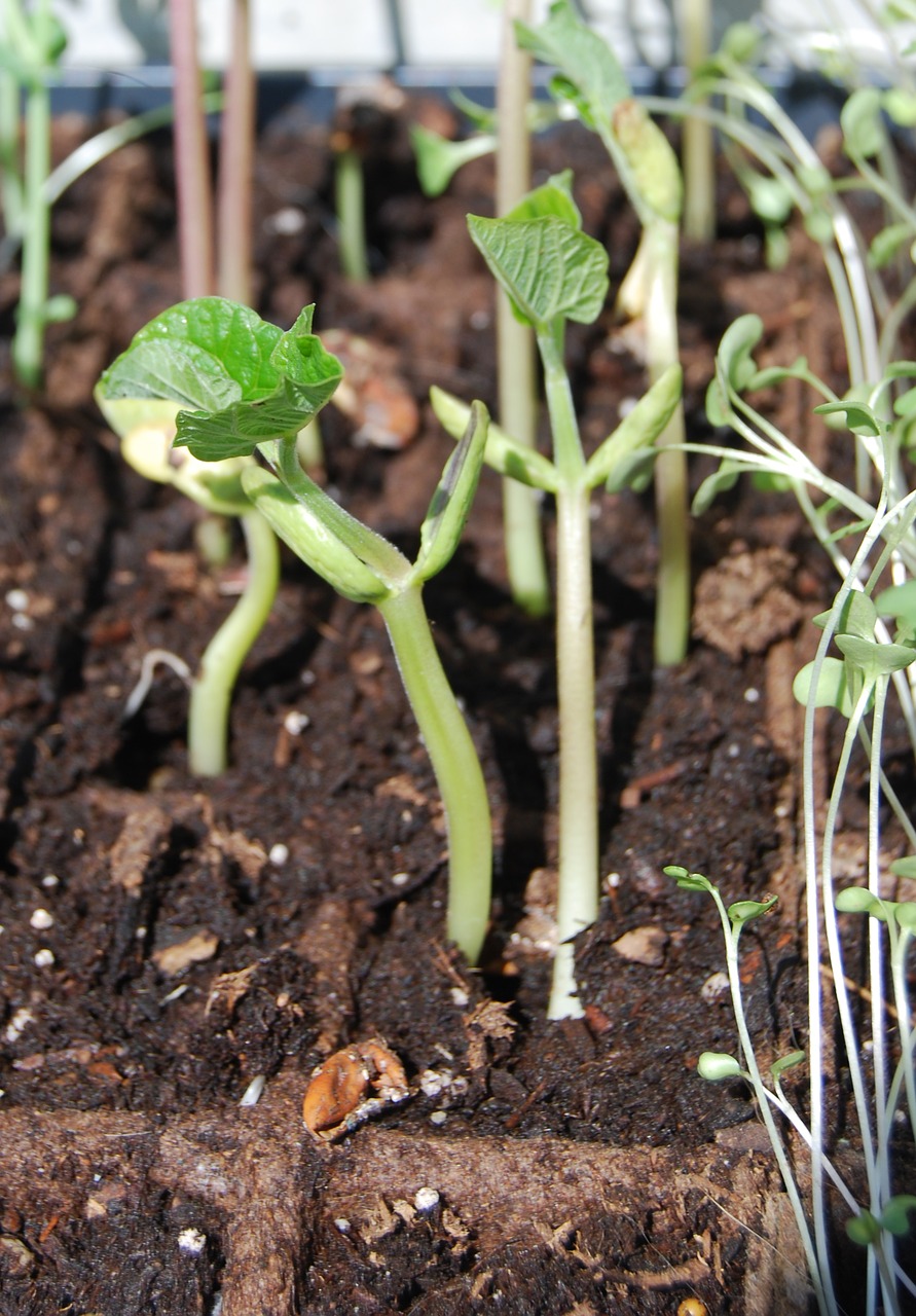 seedling beans green free photo