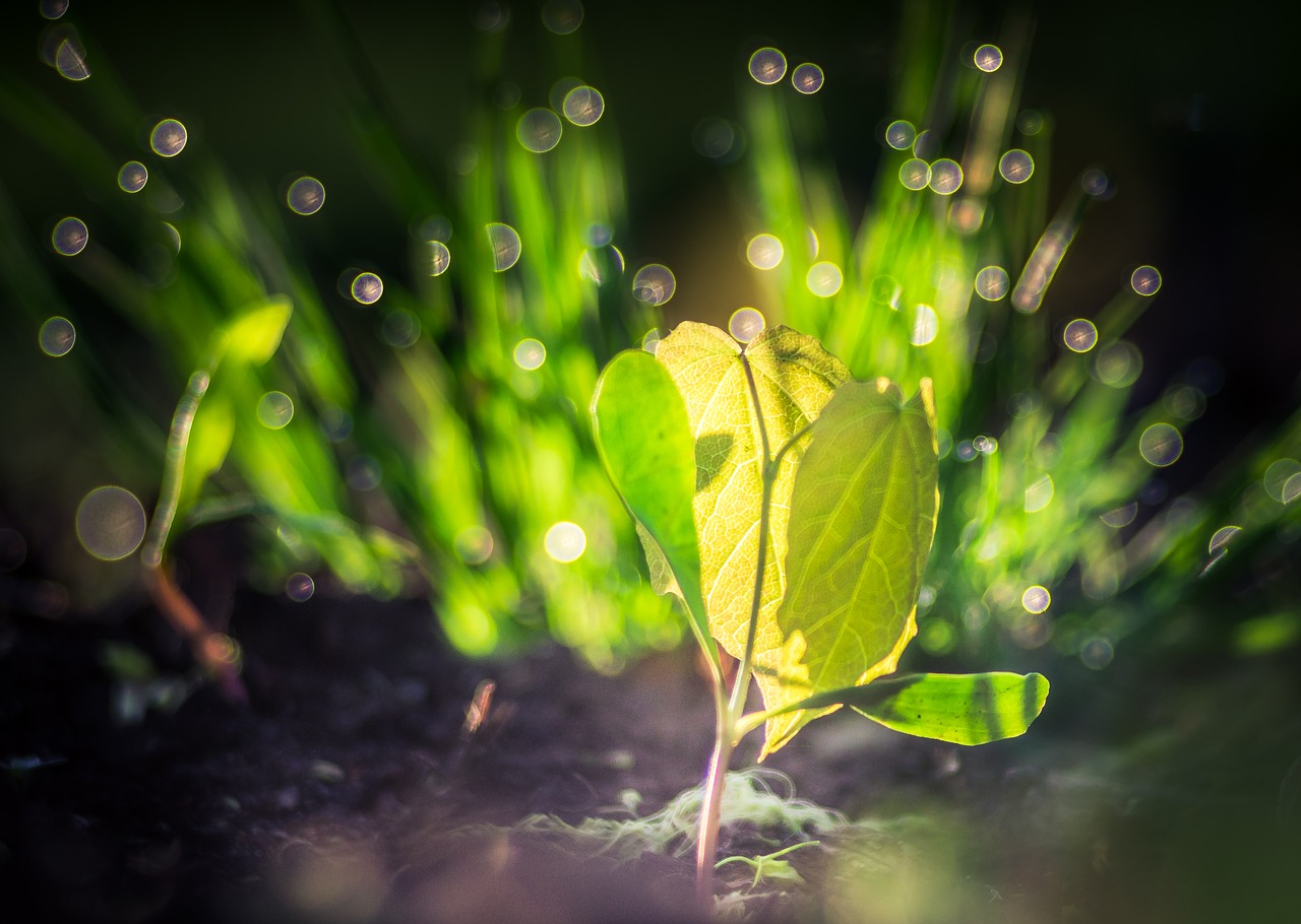 seedling  life  spring free photo