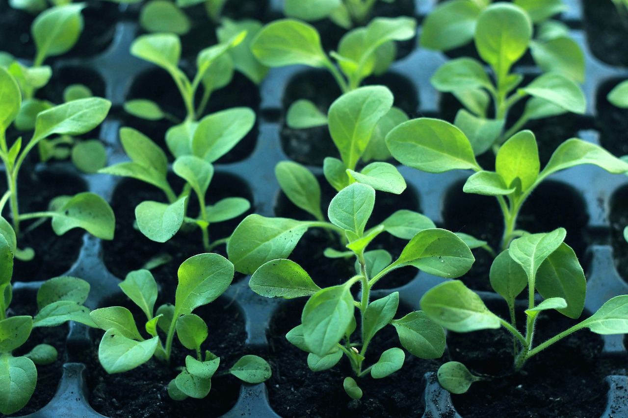 seedling  plant  landing free photo