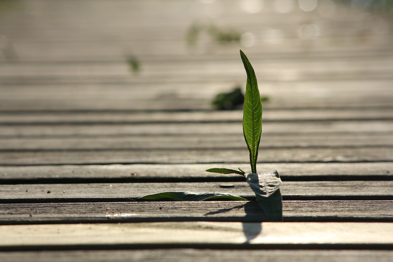 seedling hay pier free photo