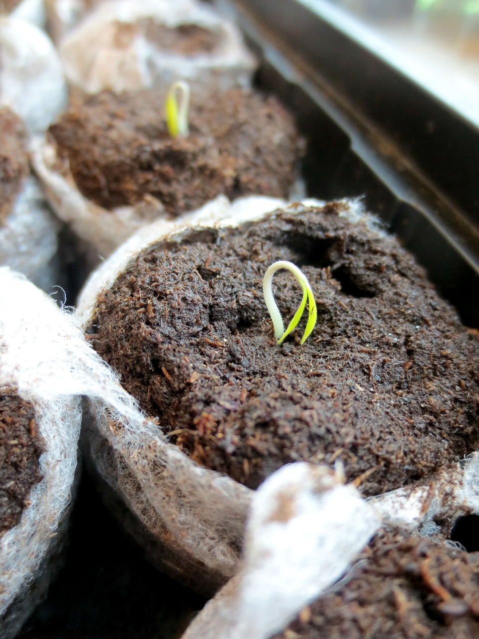 seedling seed plant free photo