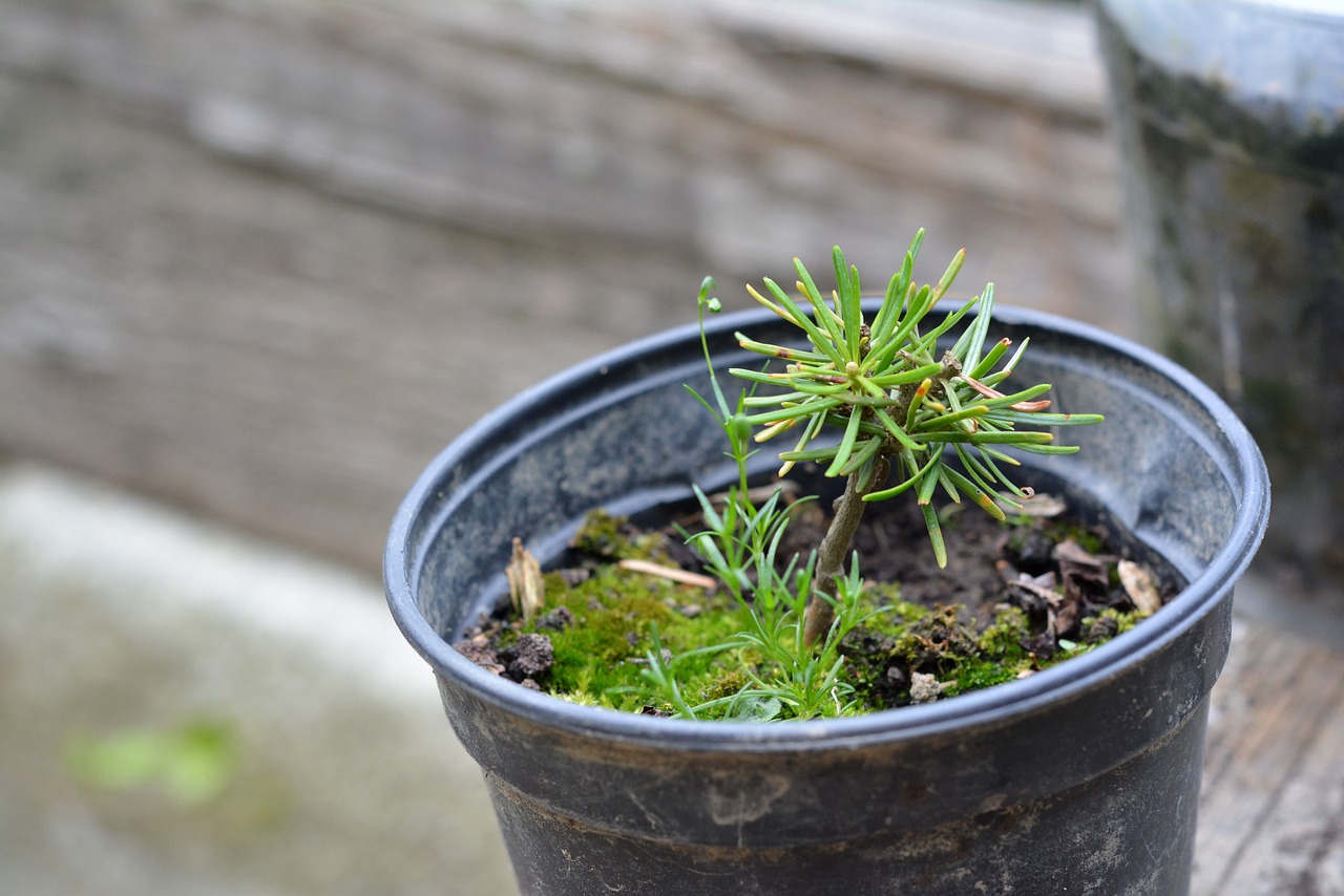 seedling the sapling tree free photo