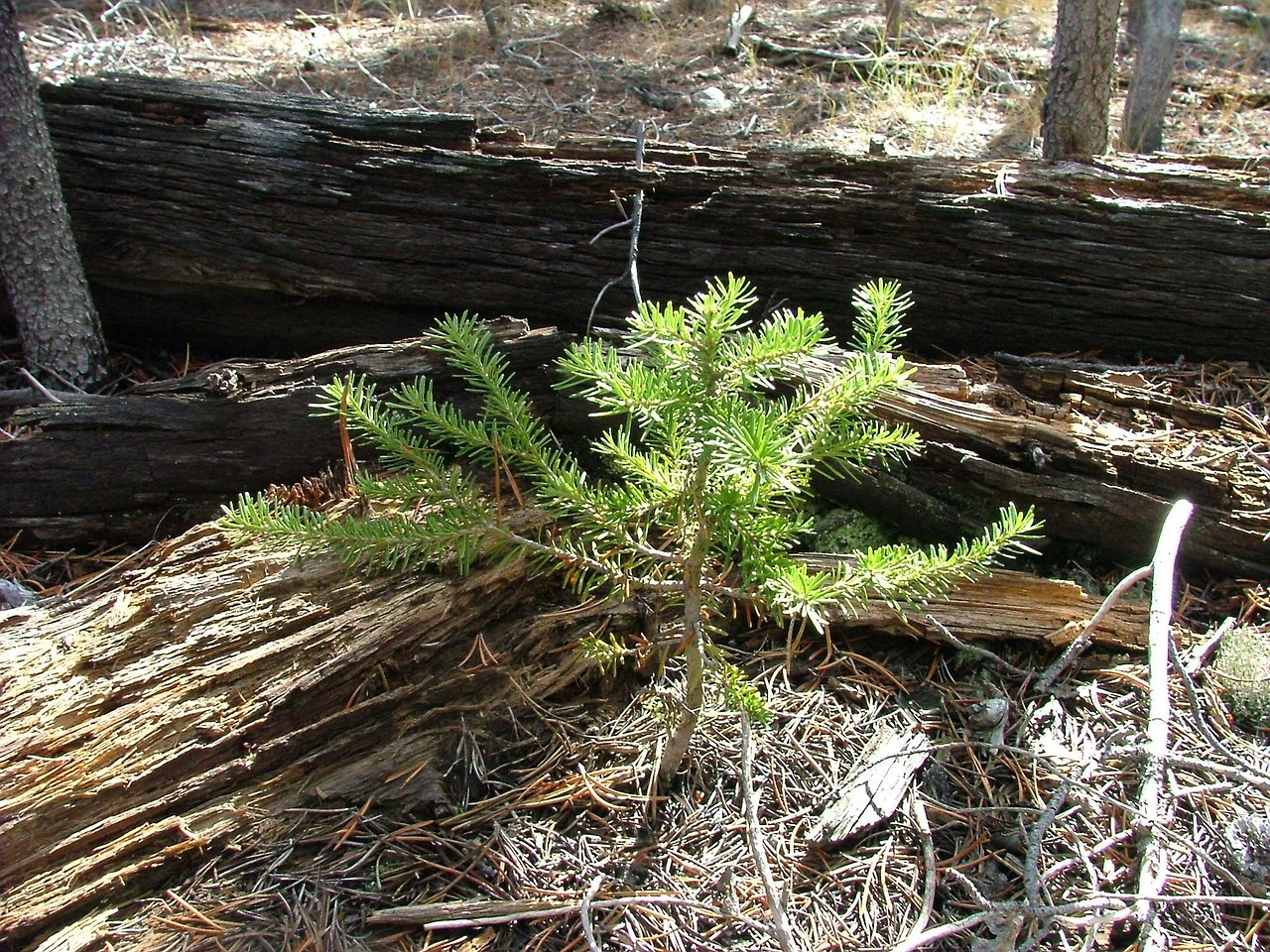seedling pine tree free photo