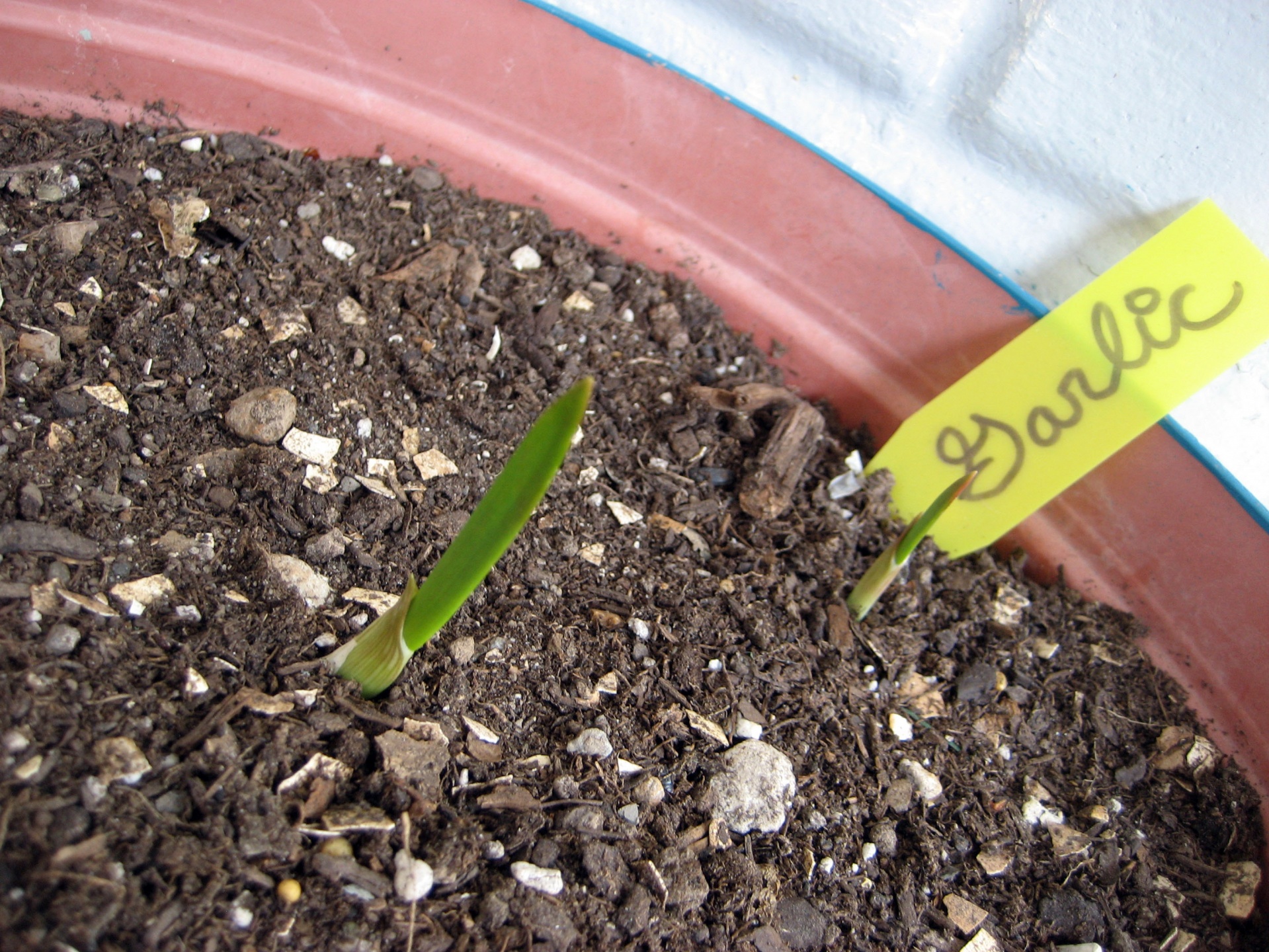 garlic seedling sprout free photo