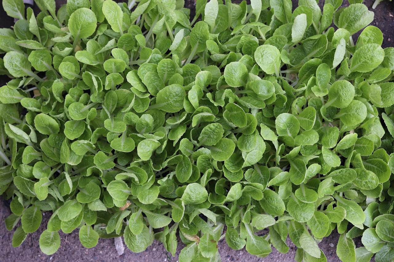 seedlings lettuce vegetables free photo