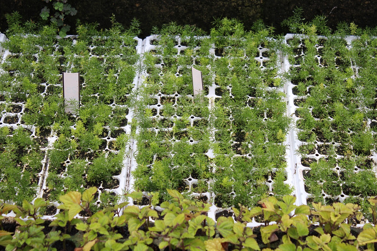 seedlings seedling tray trays free photo