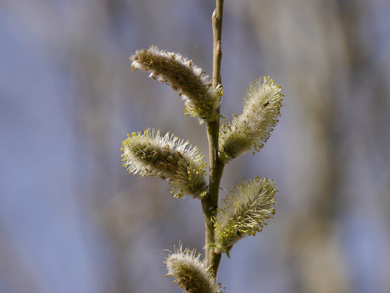 seeds willow pussy willow free photo