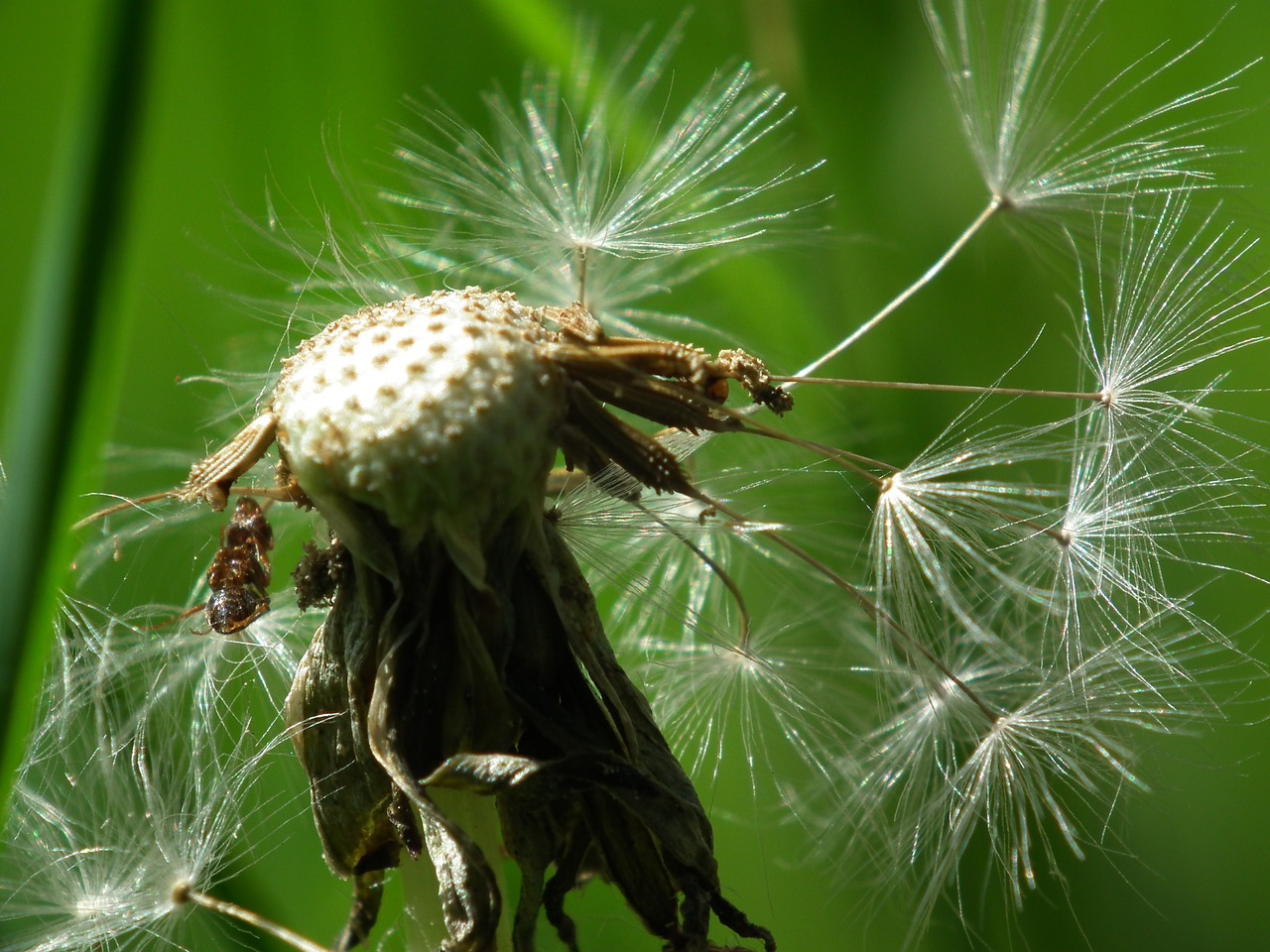 seeds dandelion dandelion seeds free photo