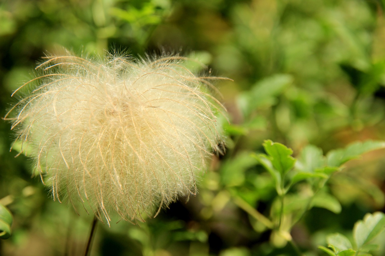 seeds wool plant free photo