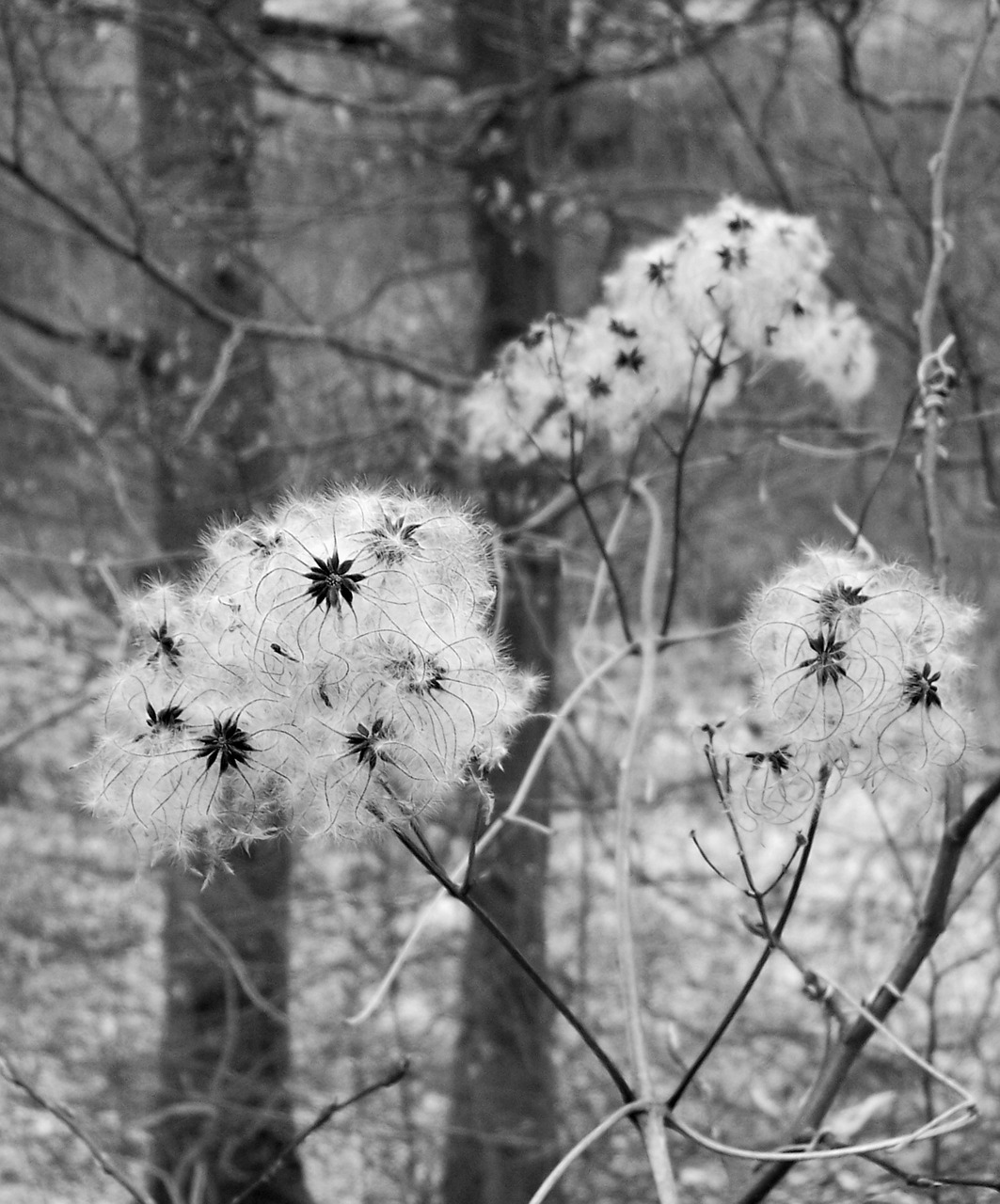 seeds autumn faded free photo