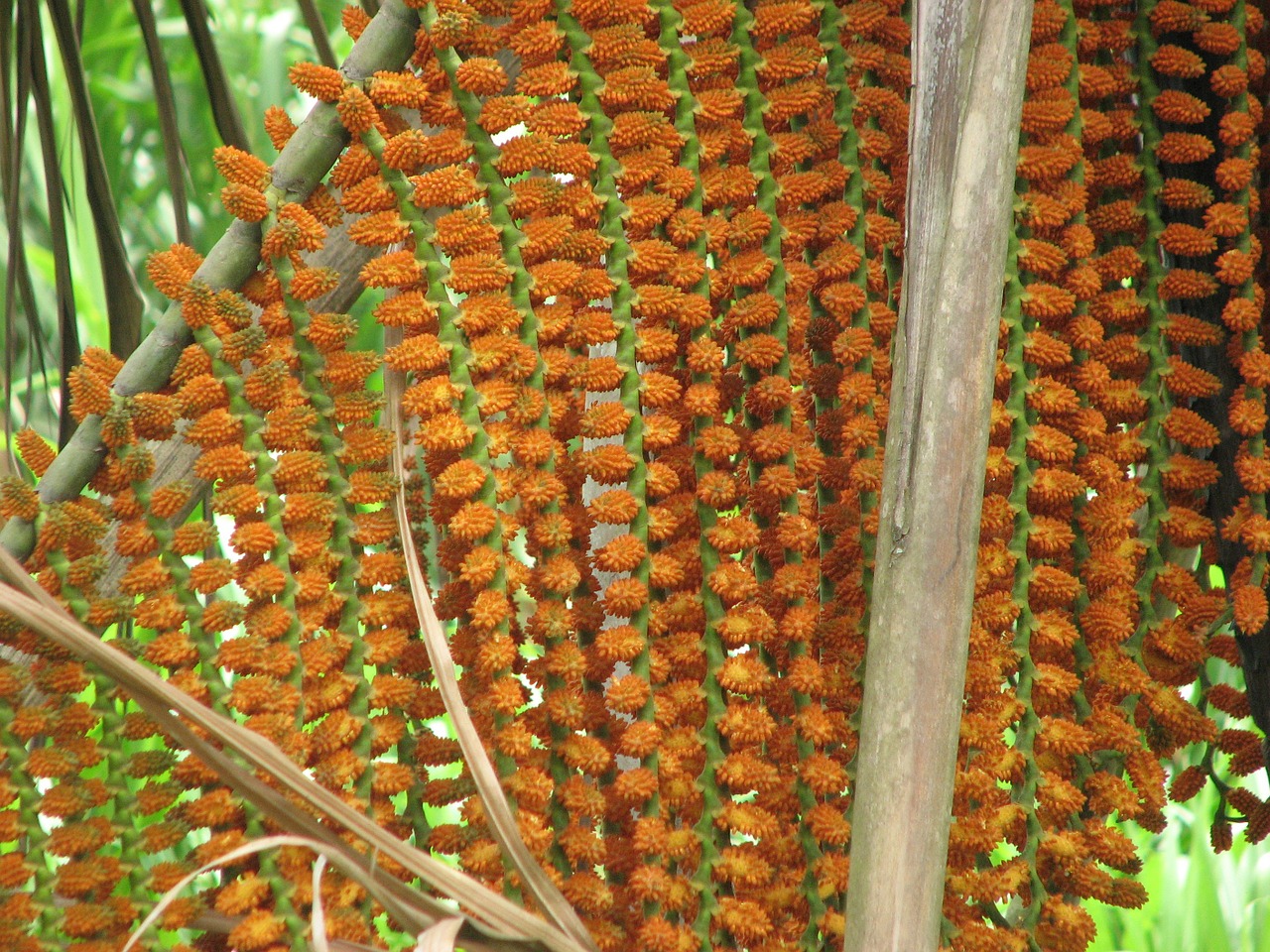 seeds plant flower free photo