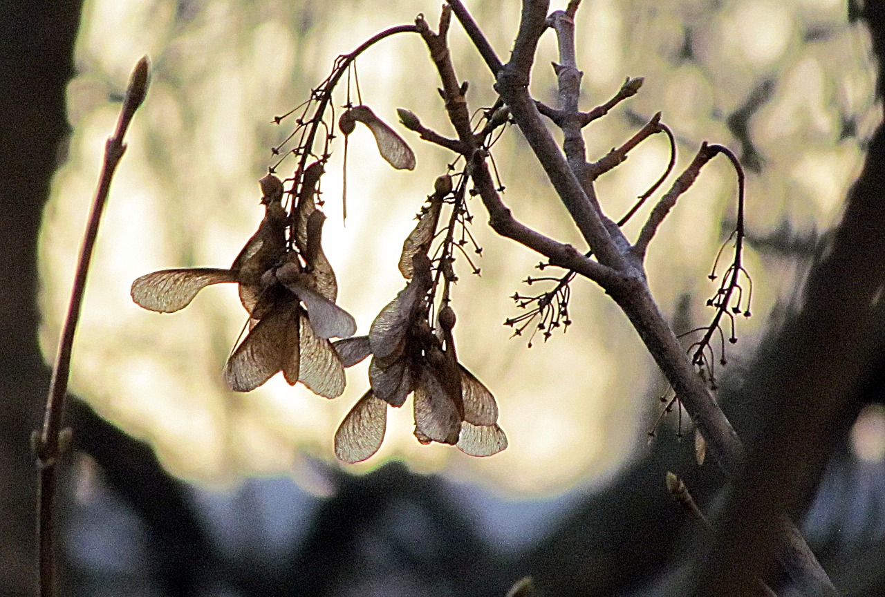 seeds winter morning free photo