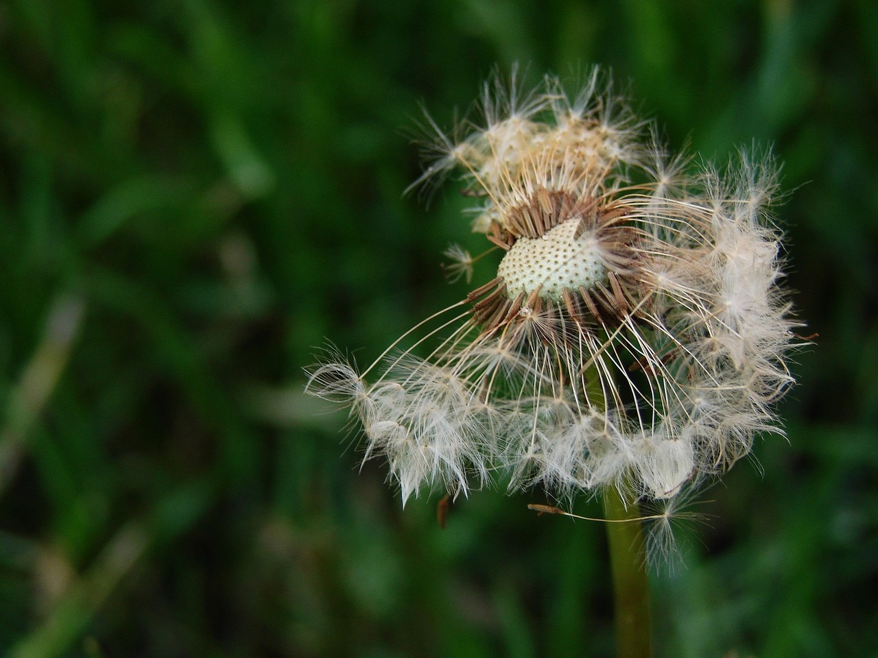 seeds dandelion plant free photo