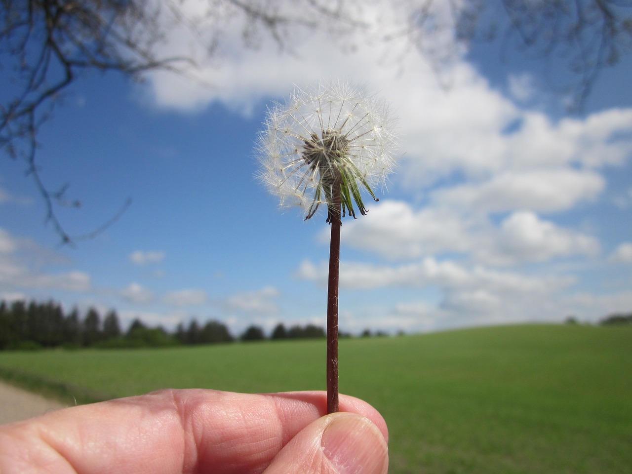 seeds dandelion sky free photo