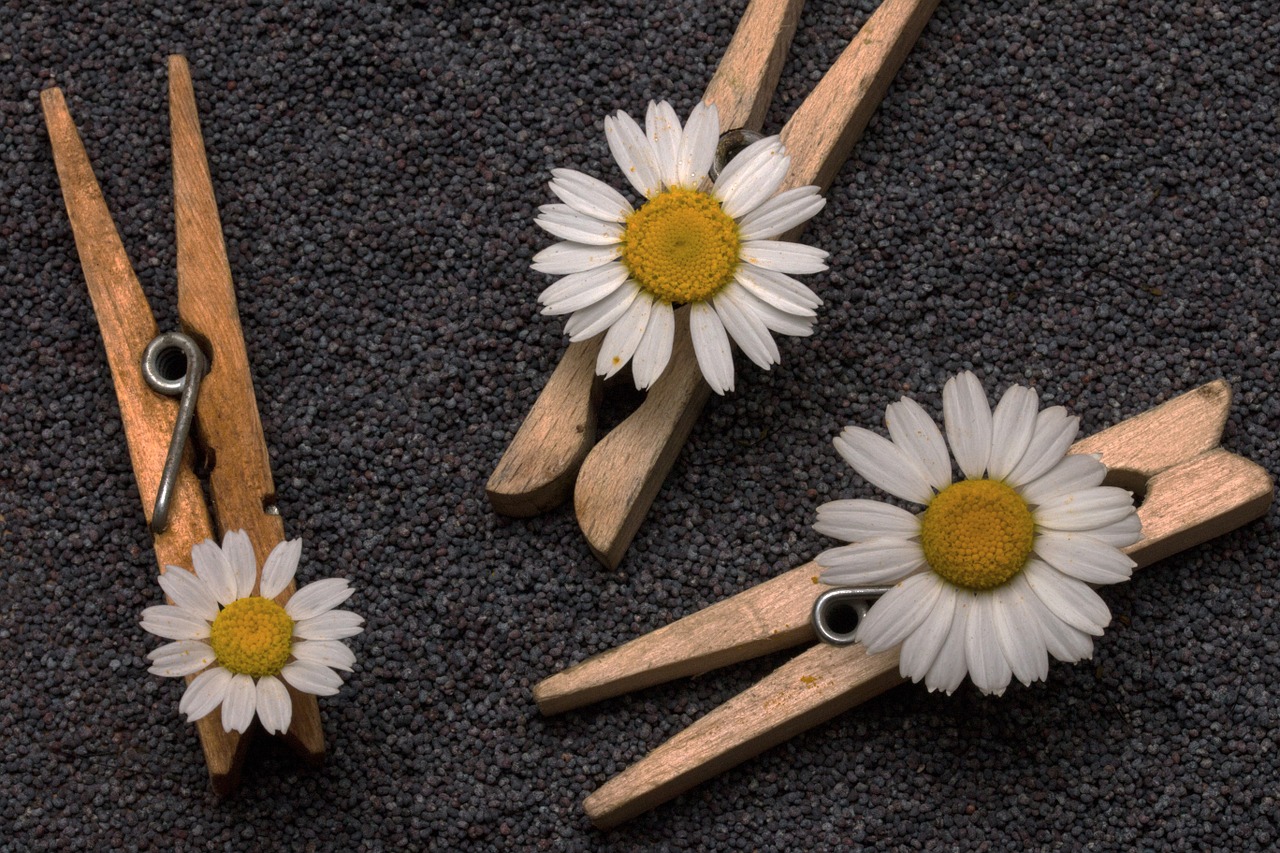 seeds poppy seeds clothespins free photo