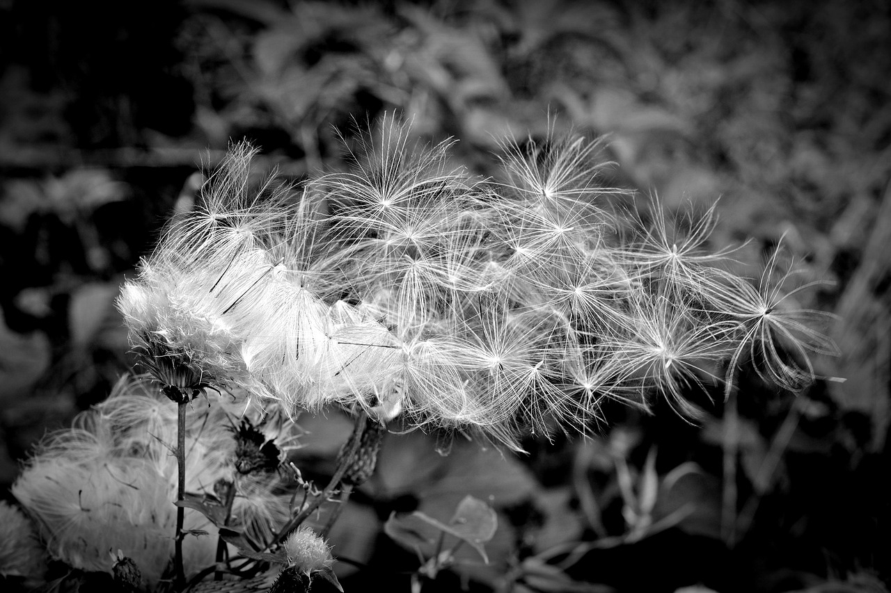 seeds flying seeds black white free photo