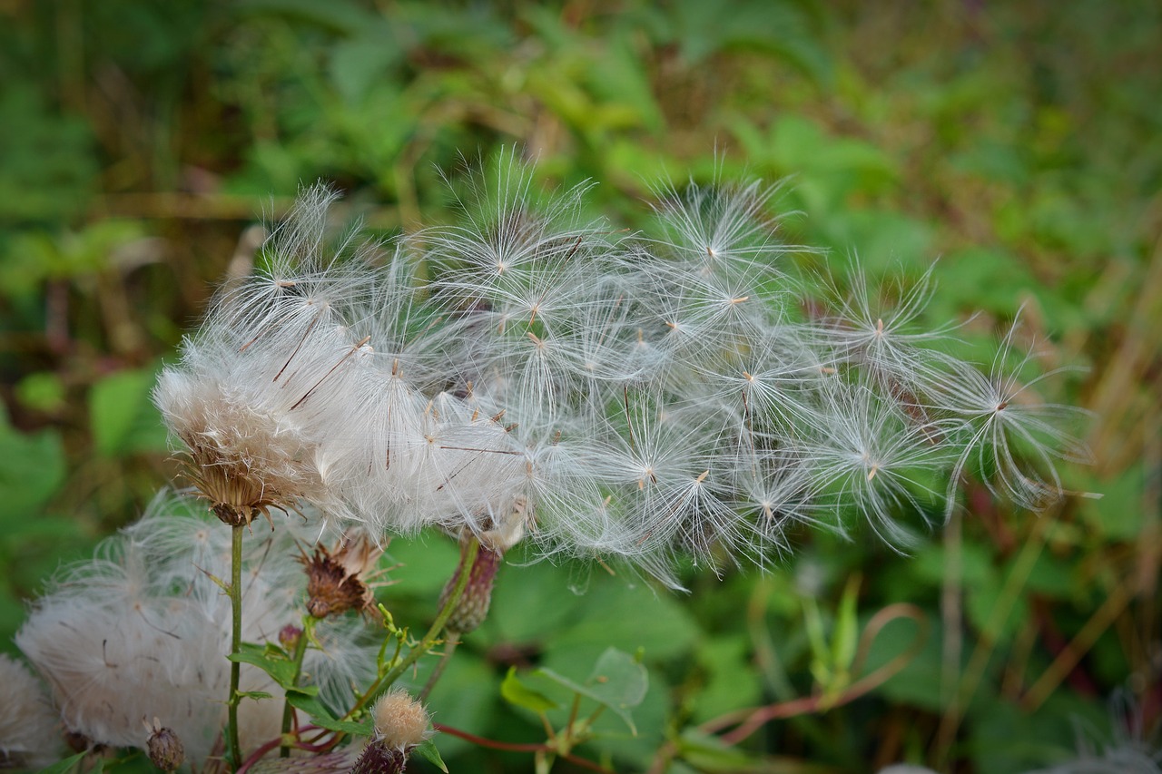 seeds flying seeds pointed flower free photo