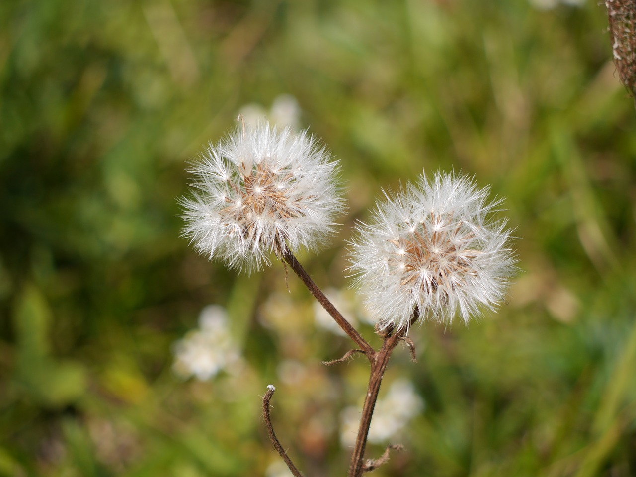 seedhead flower wildflower free photo