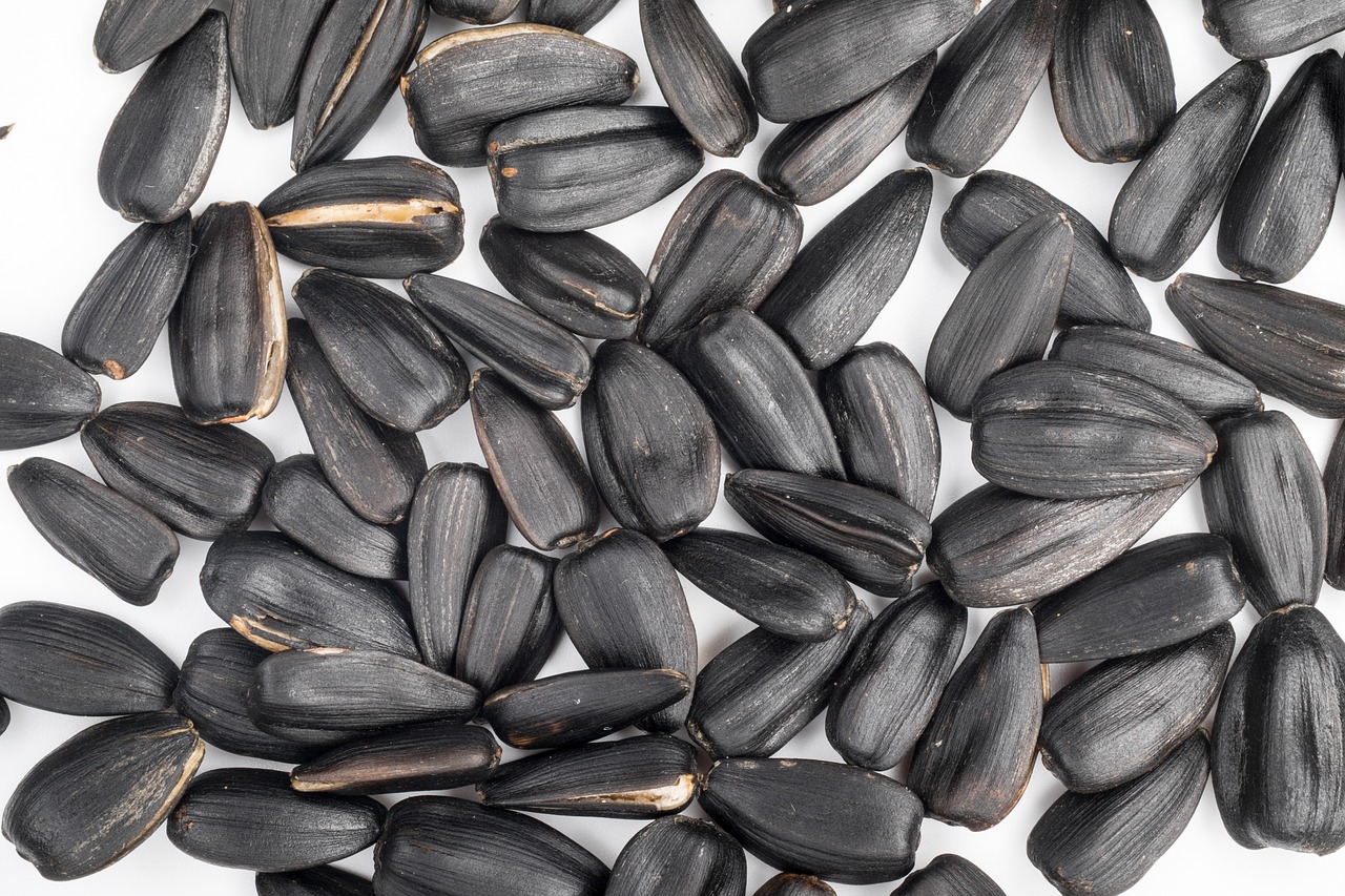 seeds sunflower seeds background free photo