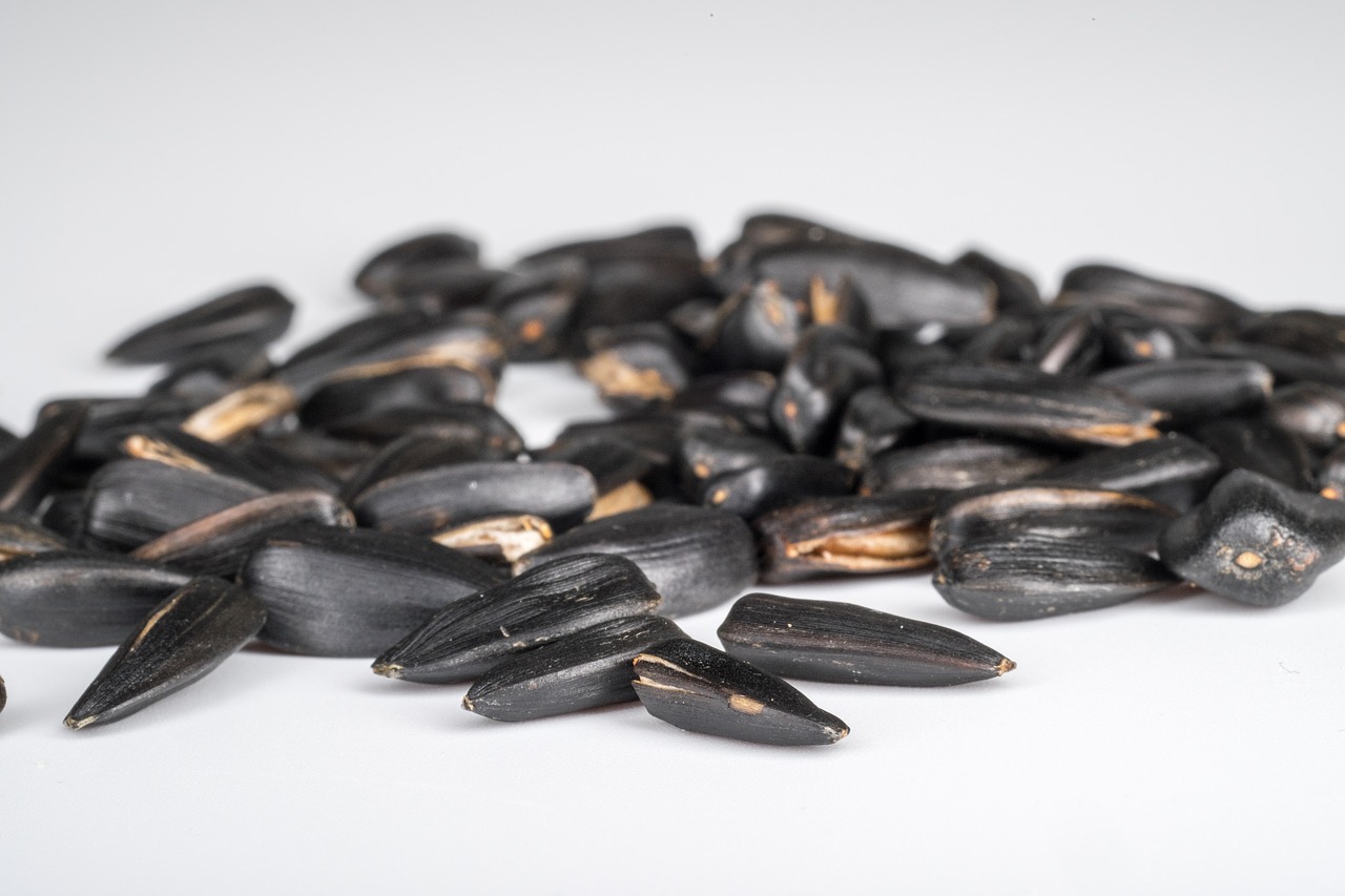 seeds sunflower seeds background free photo