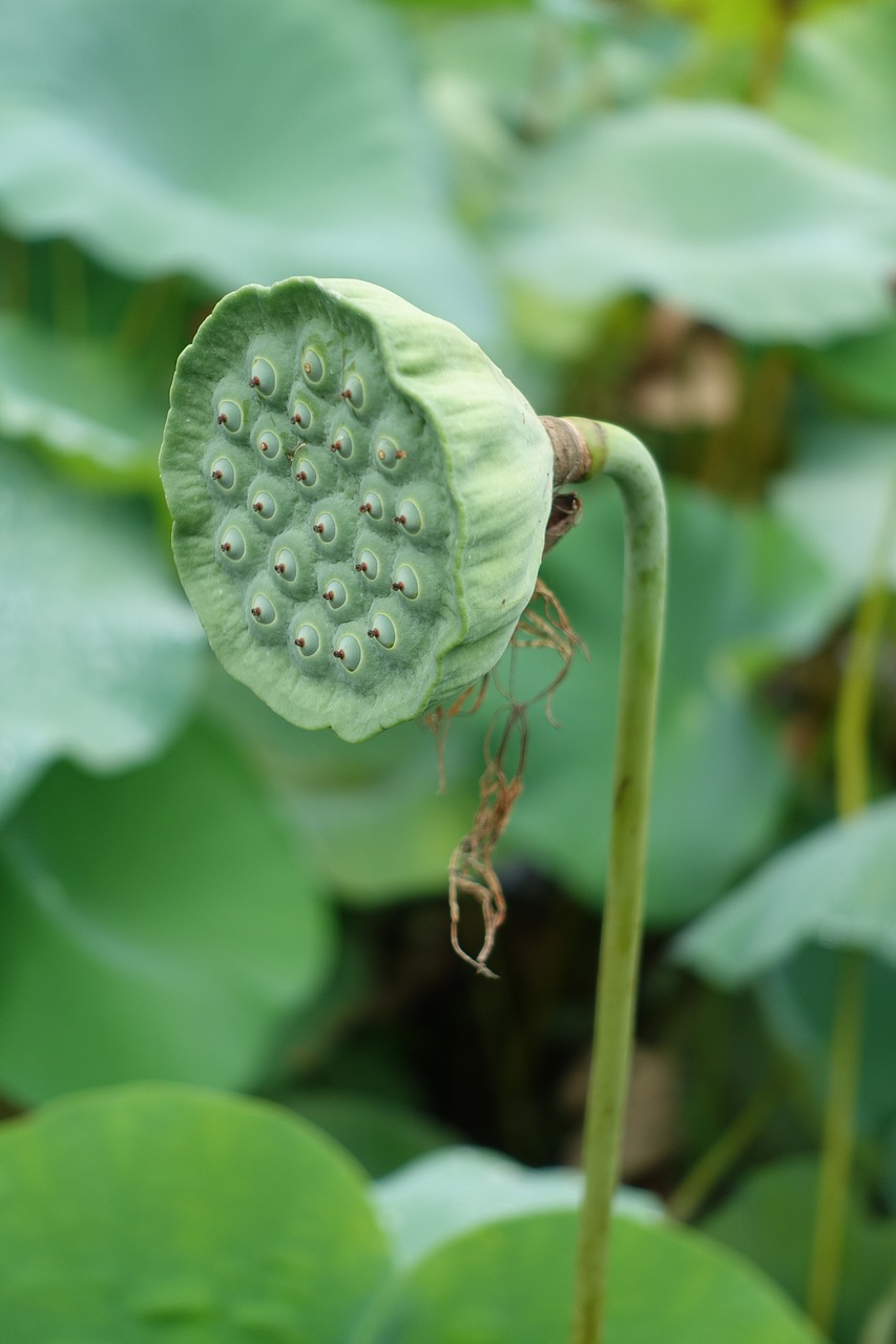 seeds lotus abstract free photo