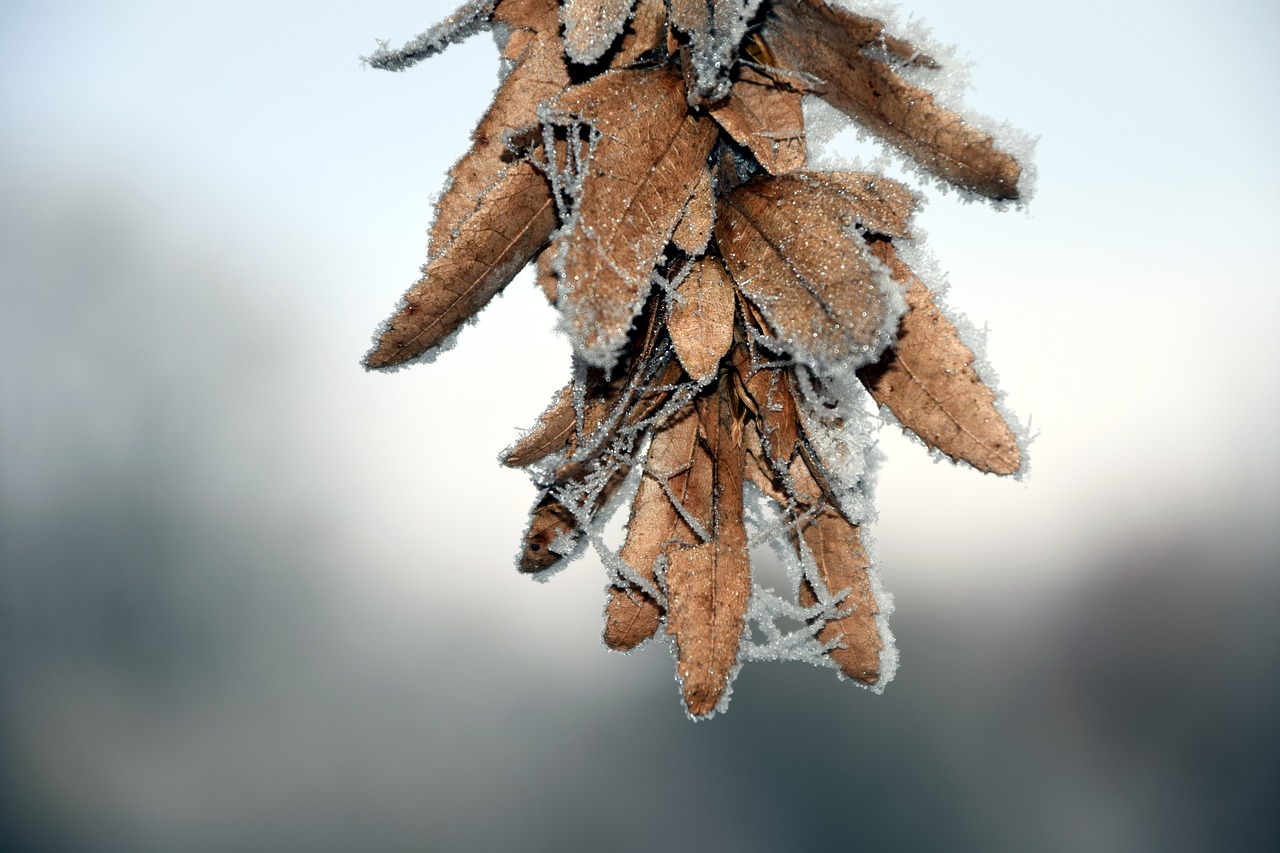 seeds cold frost free photo