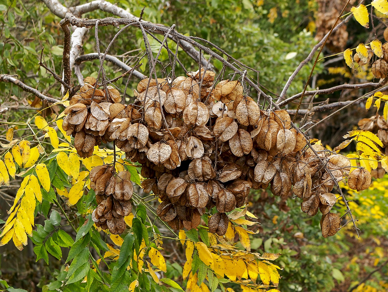 seeds golden rain tree koelreuteria paniculata free photo