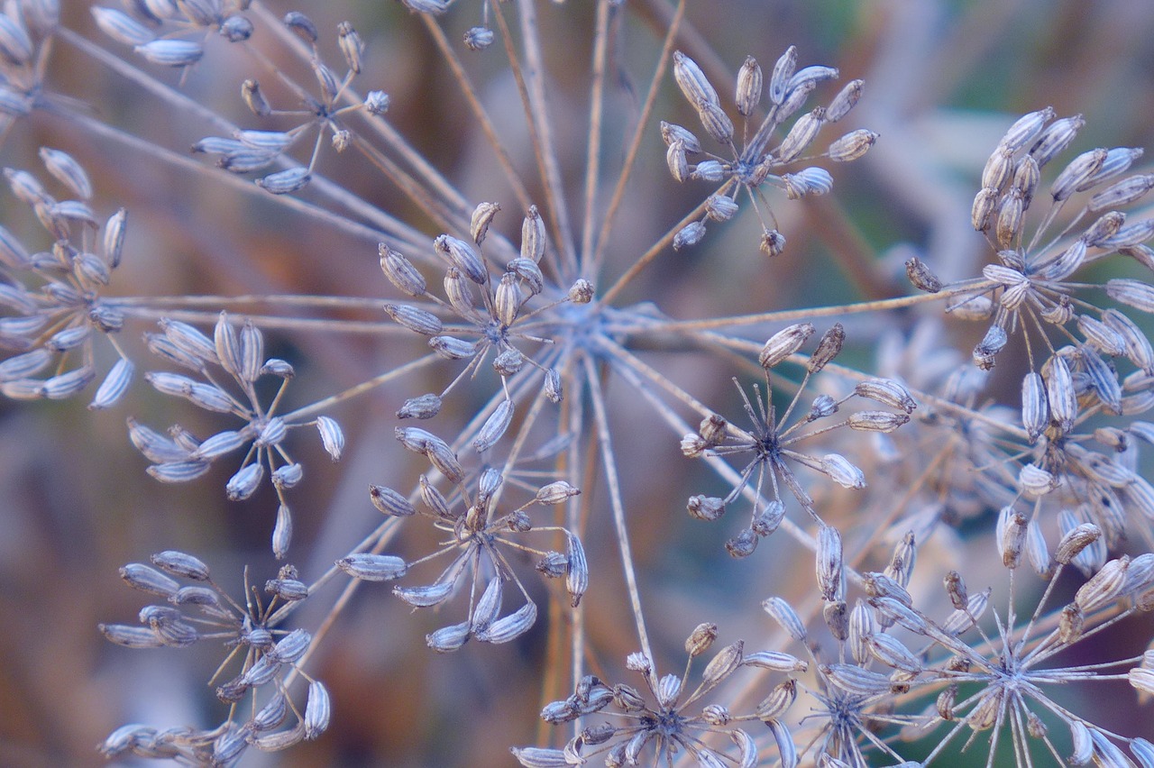 seeds dill close free photo