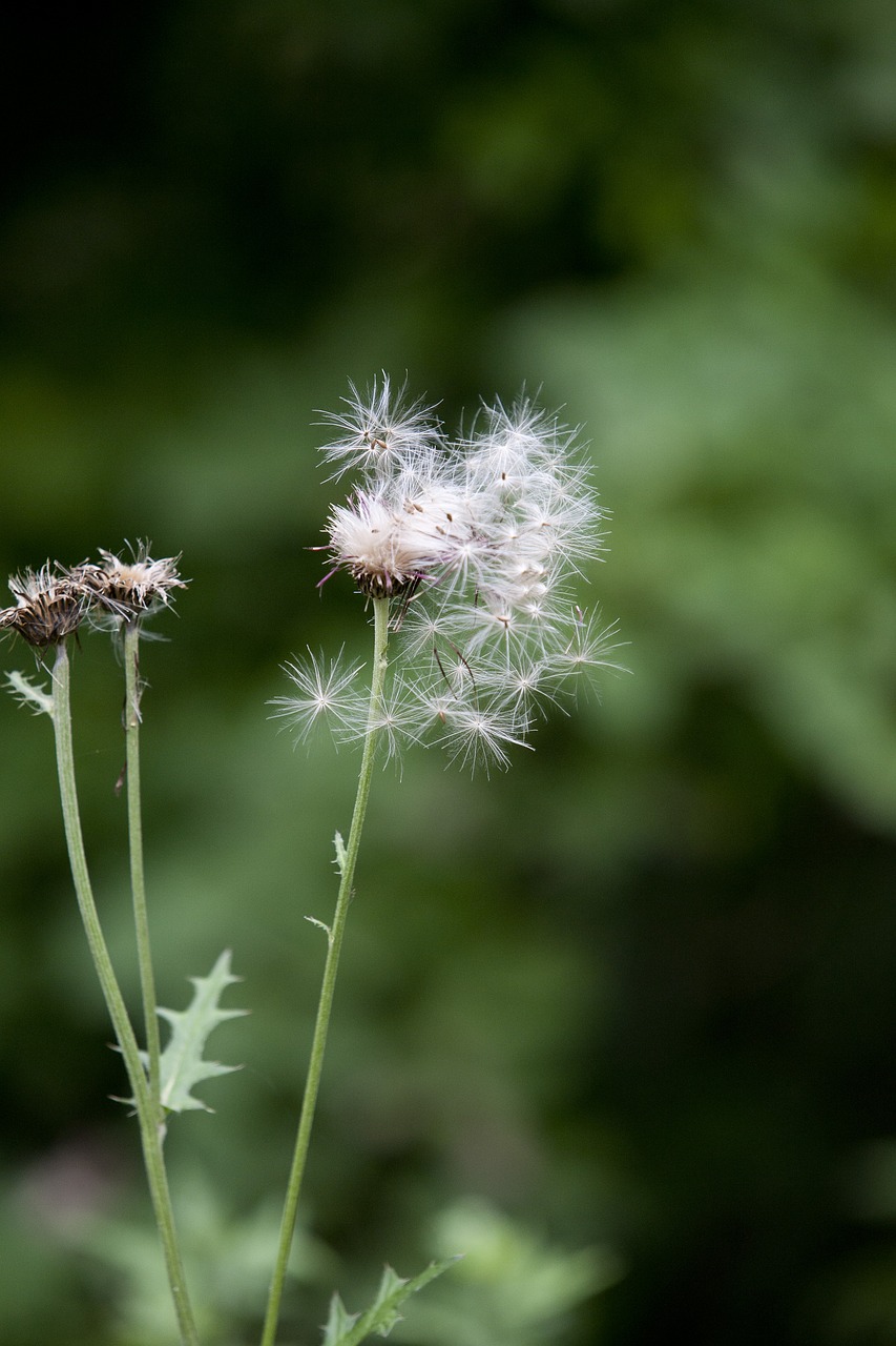 seeds thistle botanical garden free photo