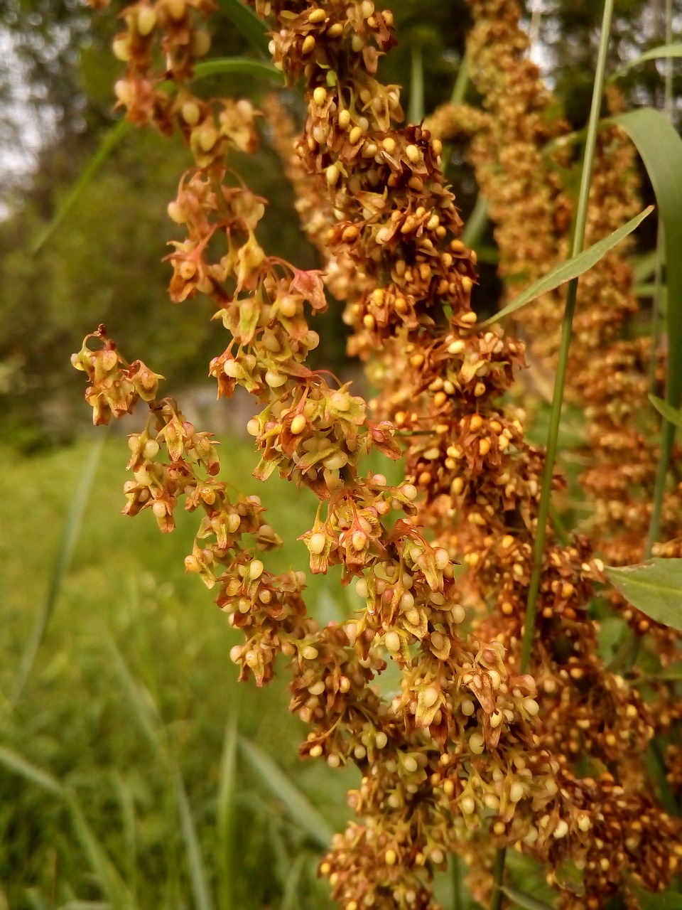 seeds plant wild plant free photo