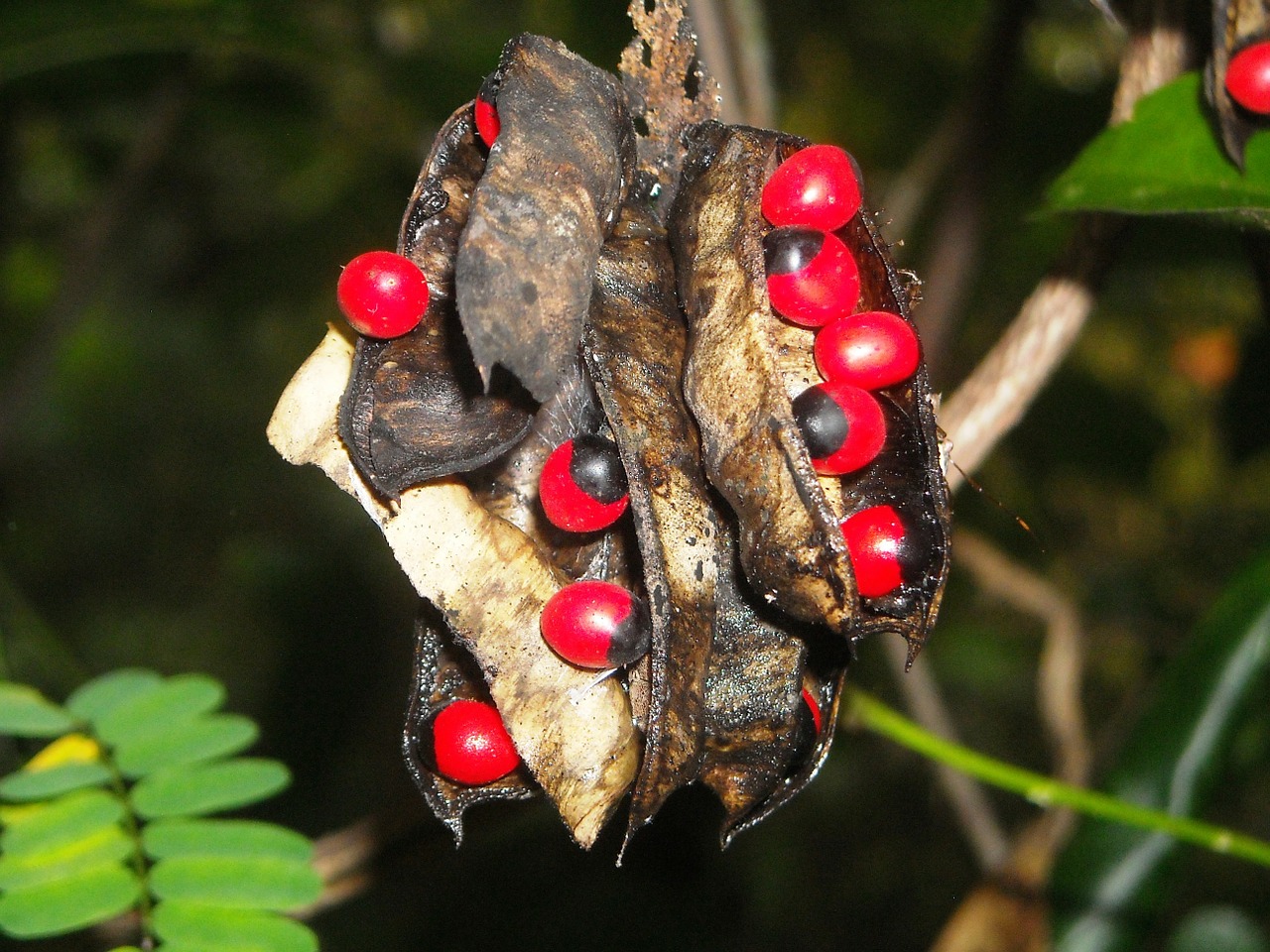 seeds baksheesh telik red free photo