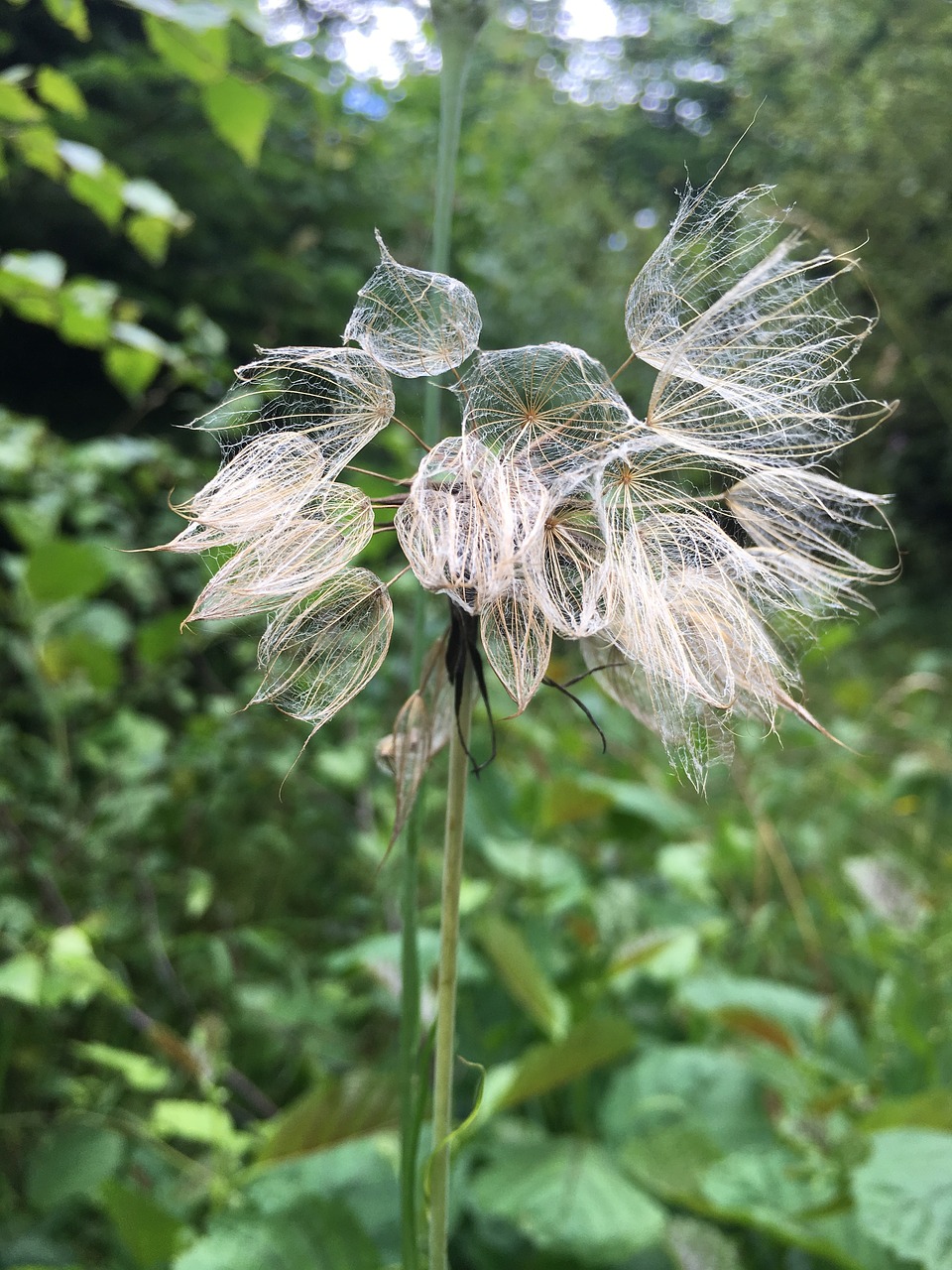 seeds flower white free photo