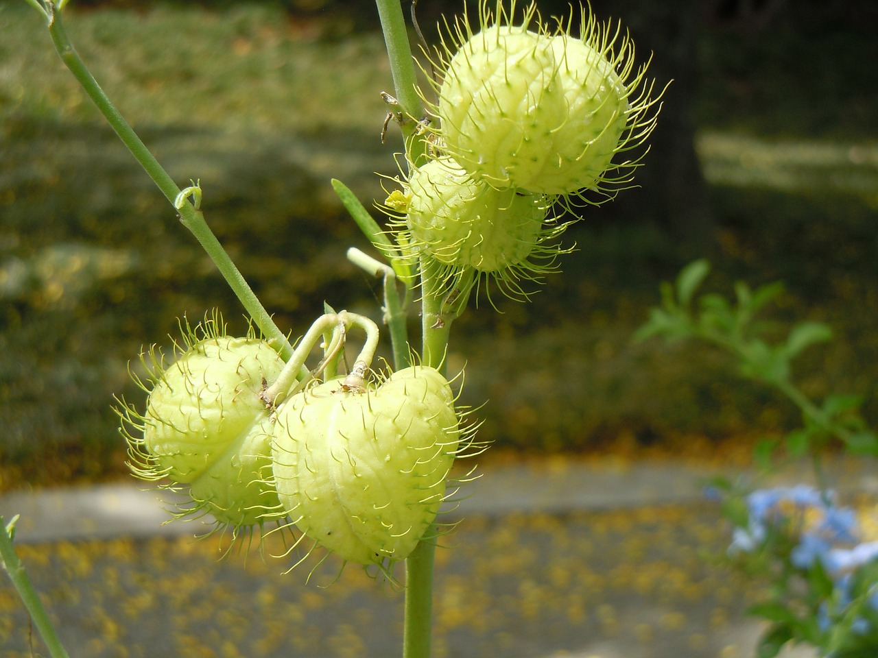 seeds plants nature free photo