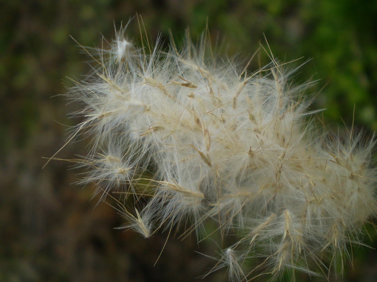 seeds dry vilanos free photo