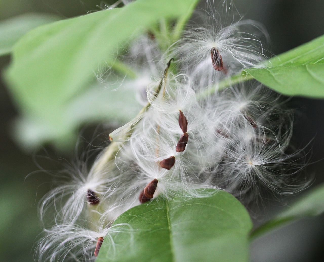 seeds fluff leaf free photo