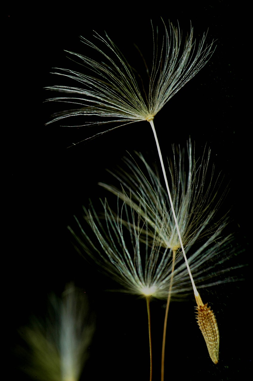 seeds dandelion dark free photo