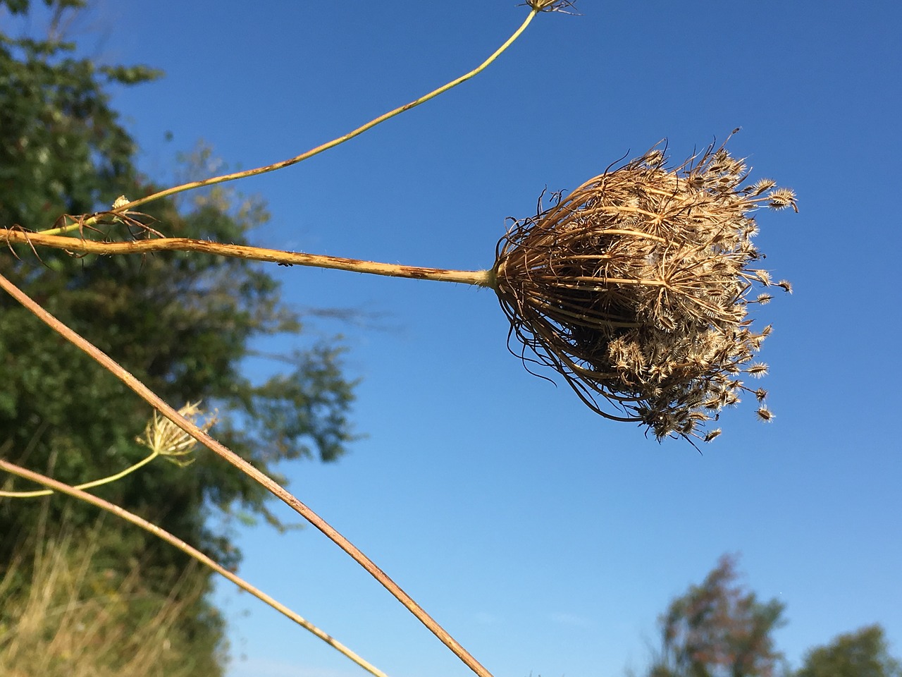 seeds autumn fall free photo