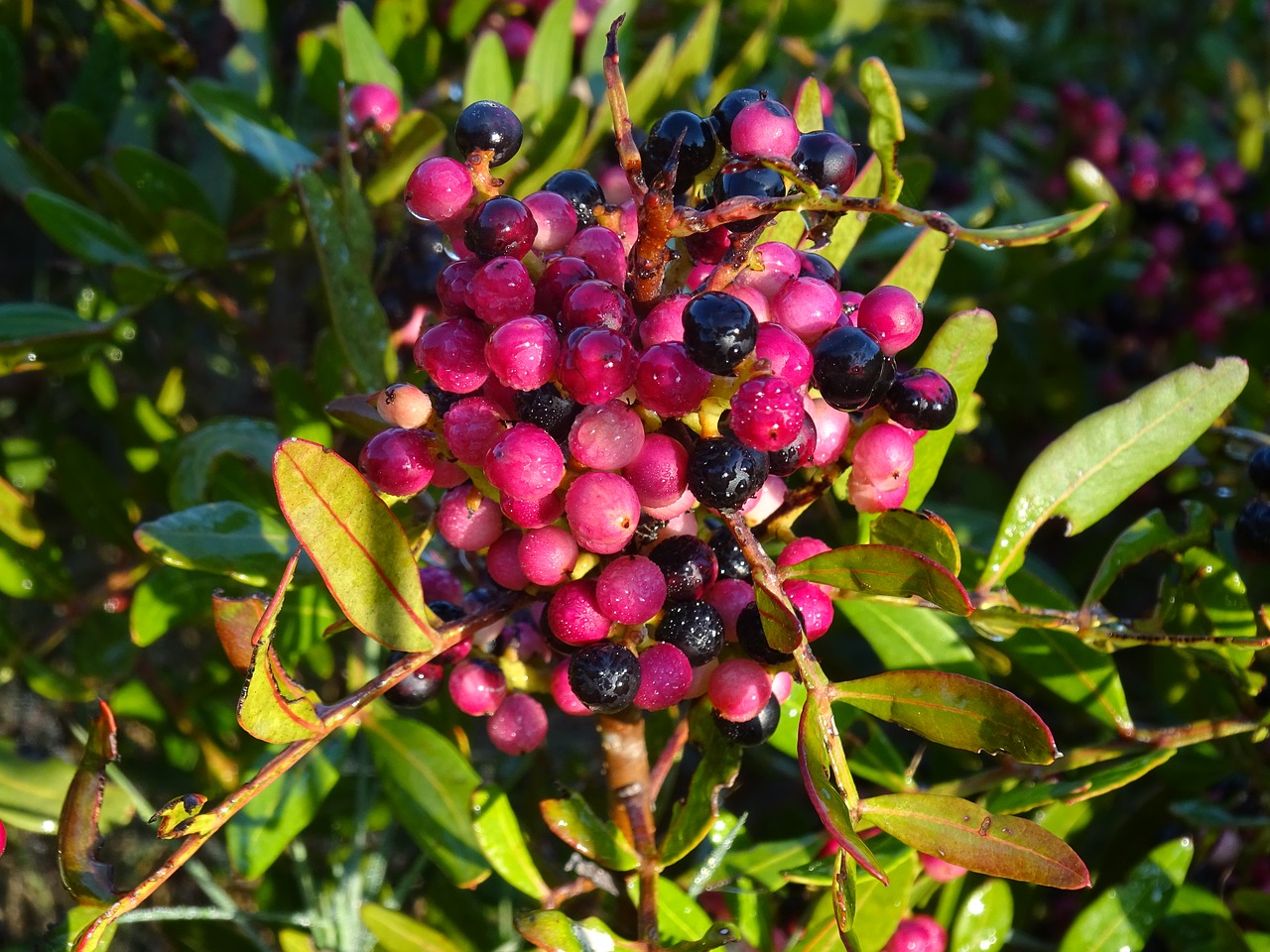 seeds forest autumn free photo