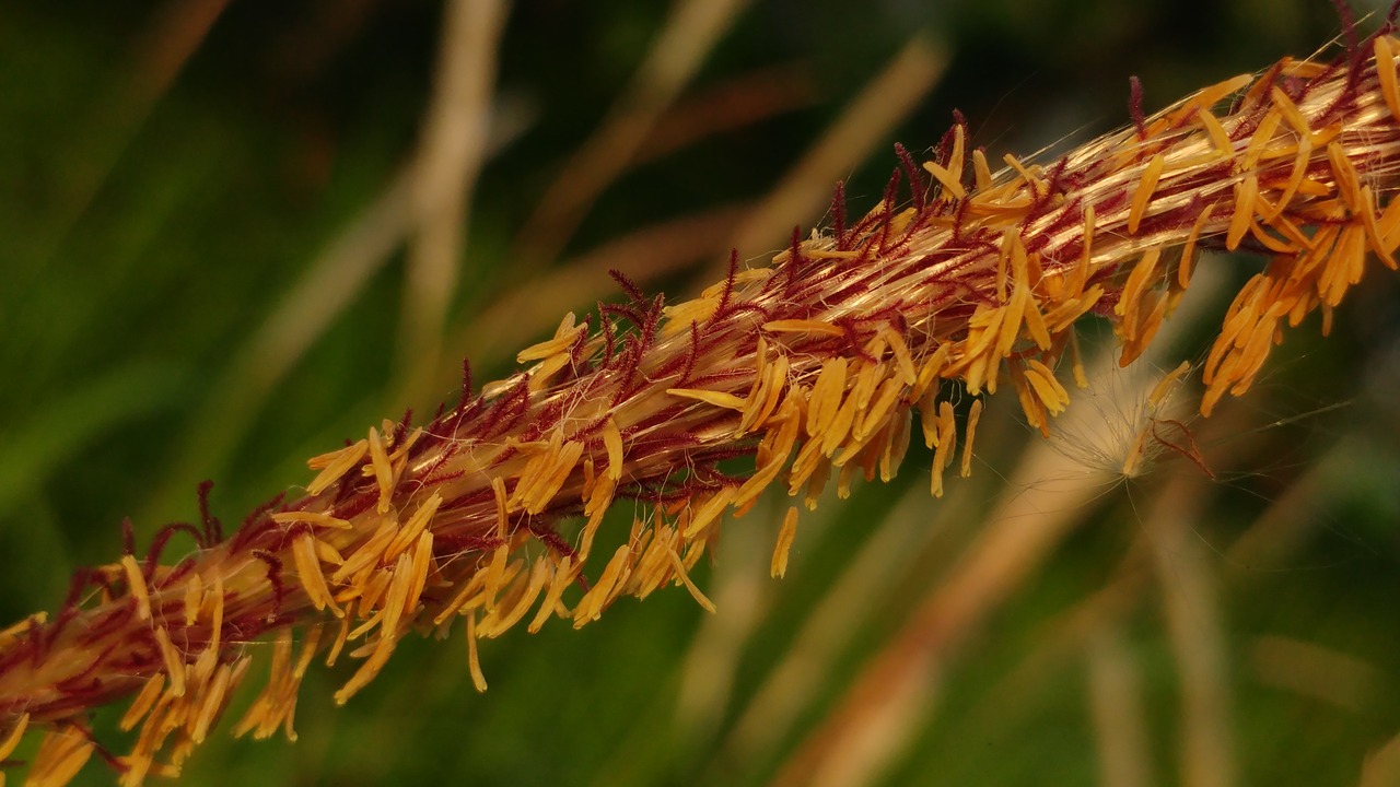 seeds flying seeds reed free photo