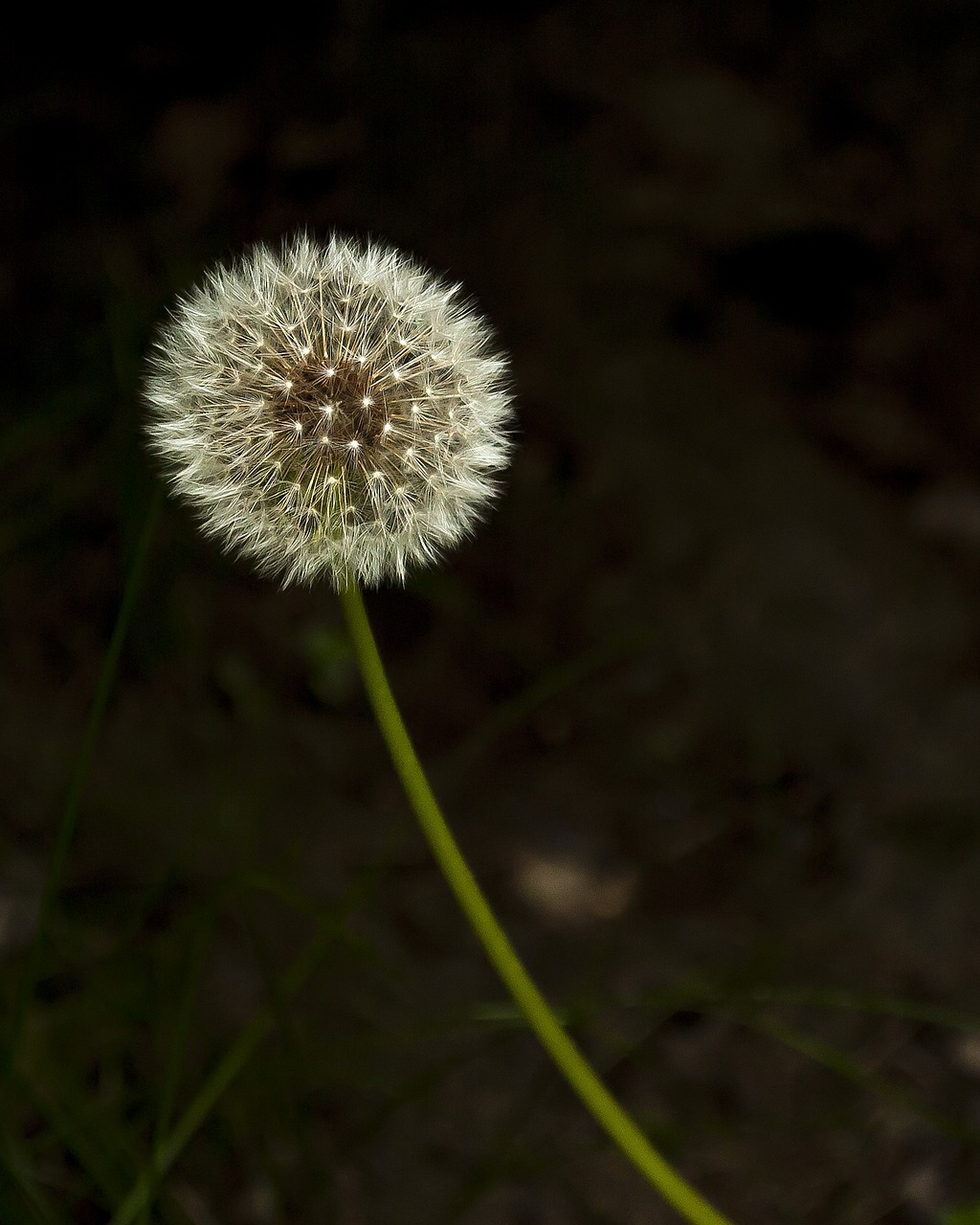 seeds dandelion flower free photo