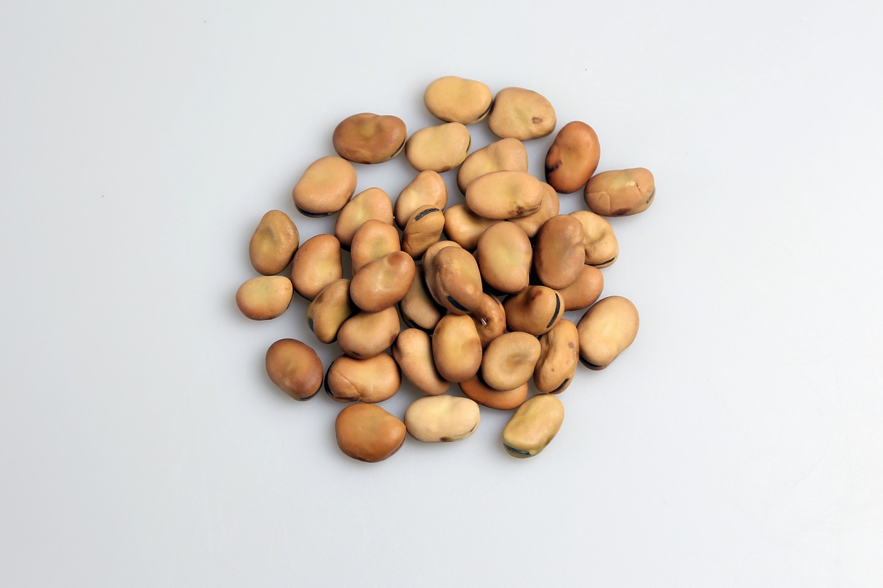 seeds bean nutrients free photo
