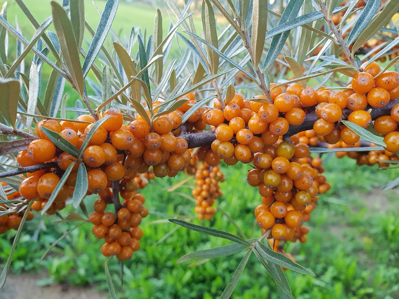 seeds  fruit  leaves free photo