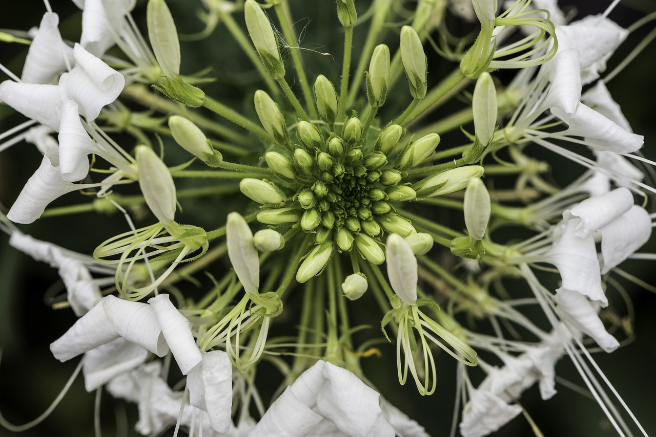 seeds  flower  pollen free photo