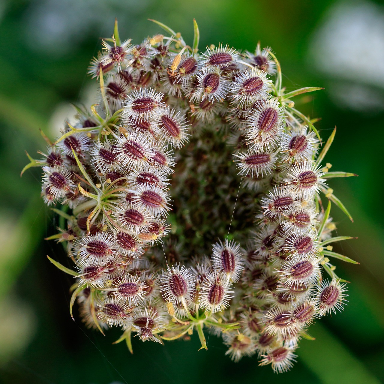 seeds  seeds was  inflorescence free photo