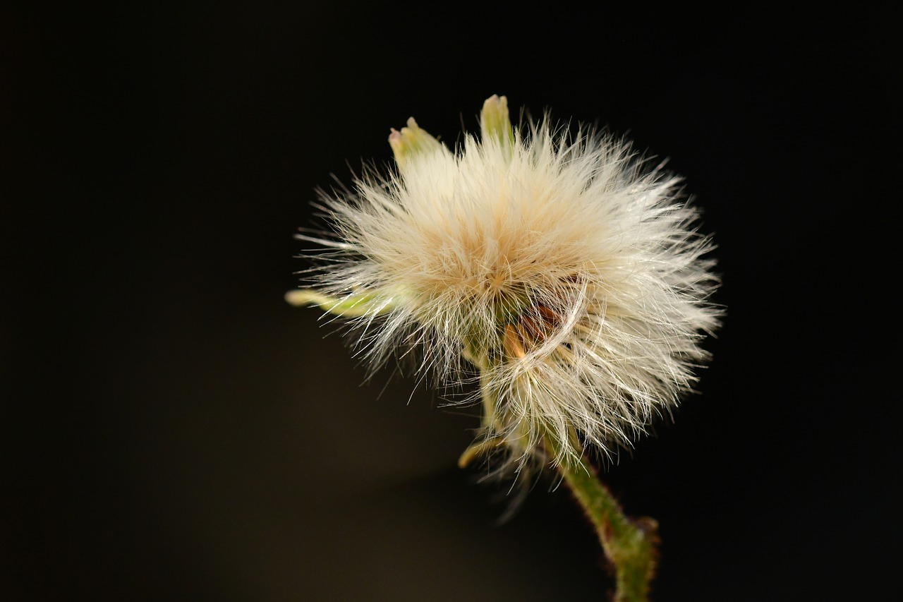 seeds  dandelion  blossom free photo