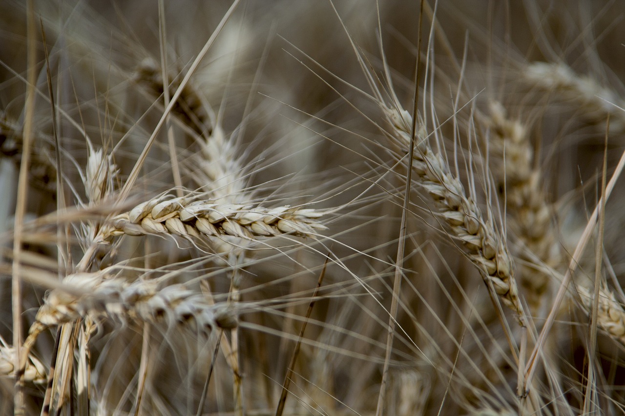 seeds  wheat  cereals free photo