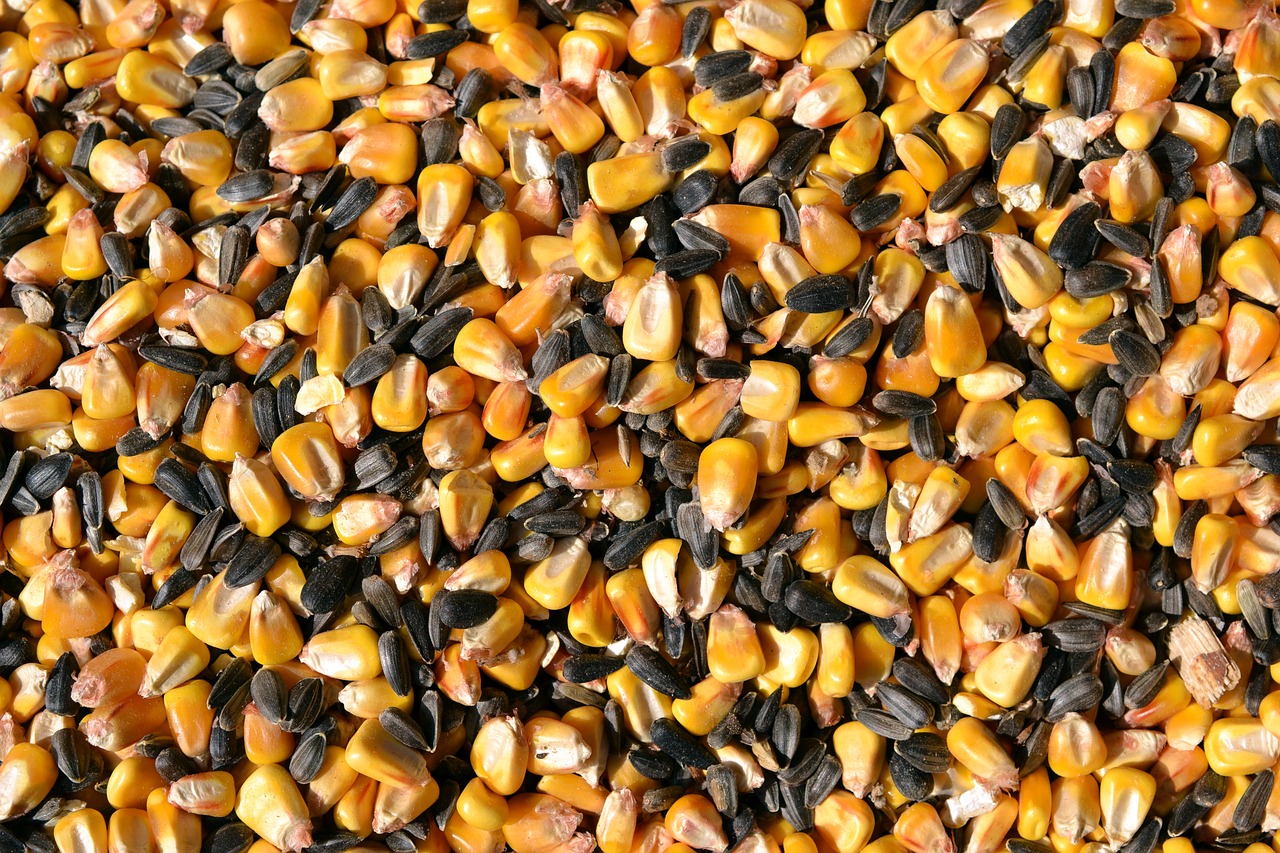 seeds  corn  sunflower free photo