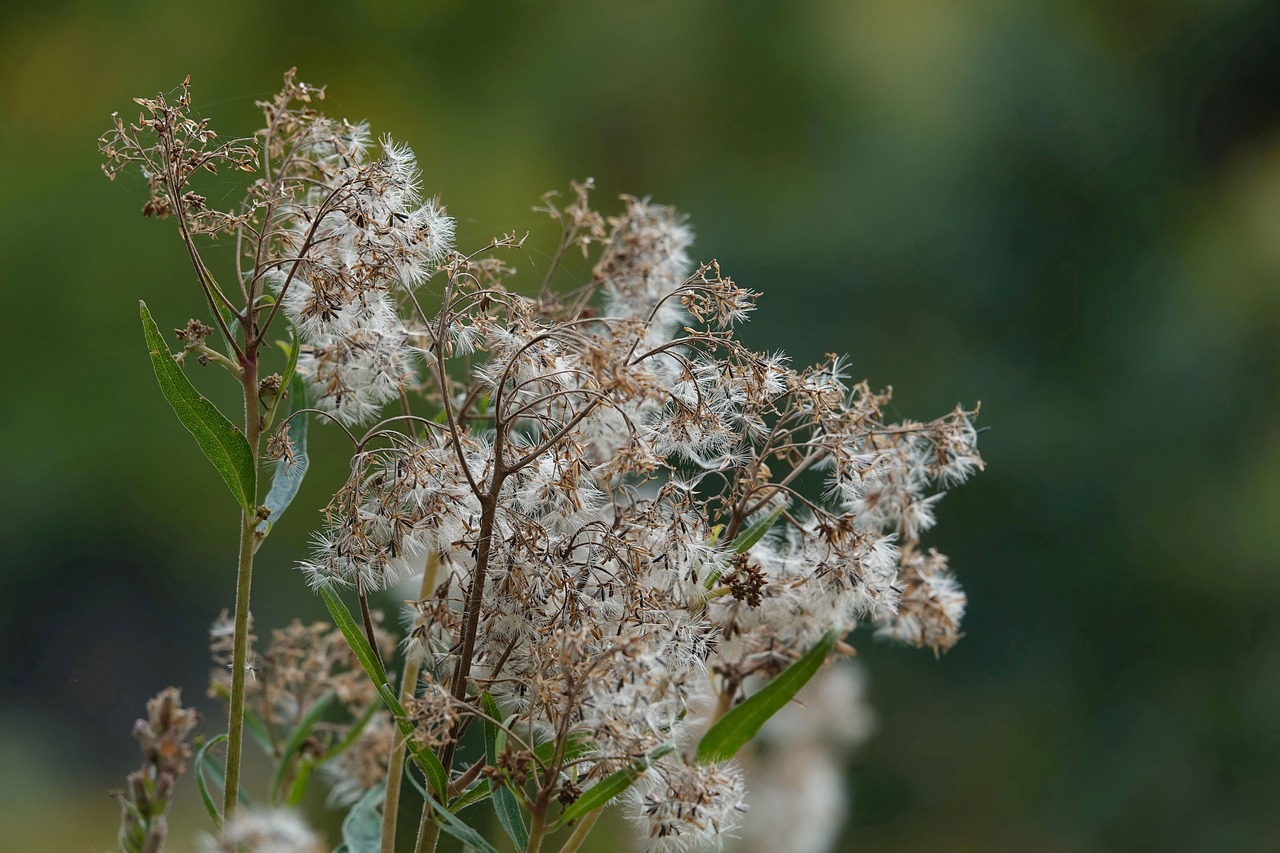 seeds  faded  plant free photo