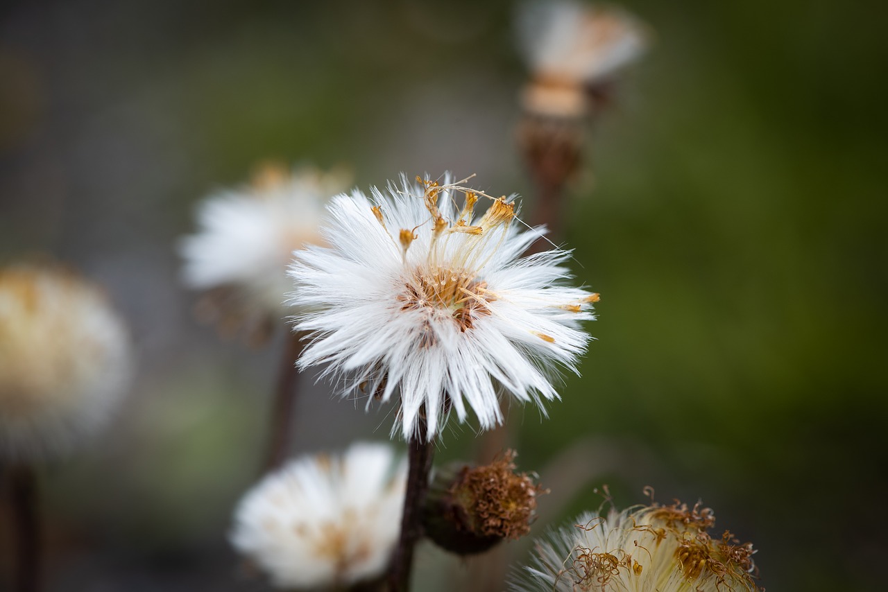 seeds  flying seeds  nature free photo