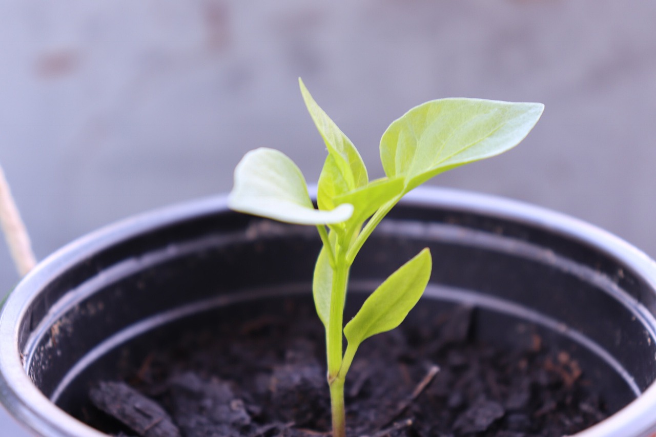 seeds  outdoor  pepper free photo